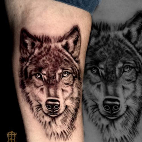 Wolf-black-gray-realism-forearm-Blackpool-artist-Luke-blackpool-Inkden